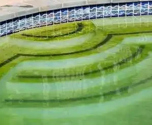 Algae pool - pool and spa group